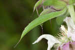 Lemon beebalm